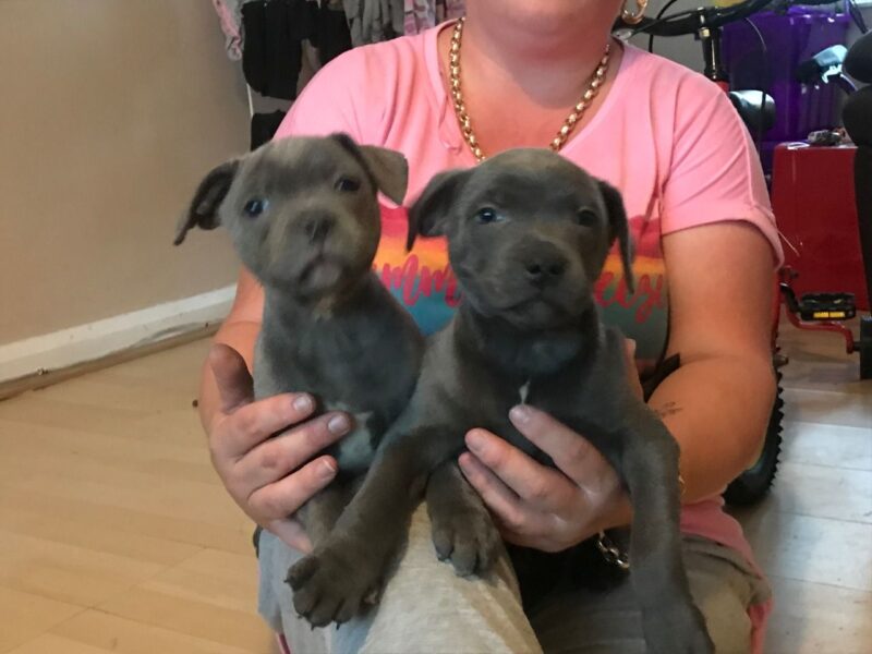 Szczeniaki staffordshire bull terriera