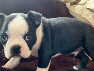 Szczeniaki Boston Terrier