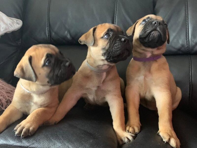 Szczenięta bullmastiffa