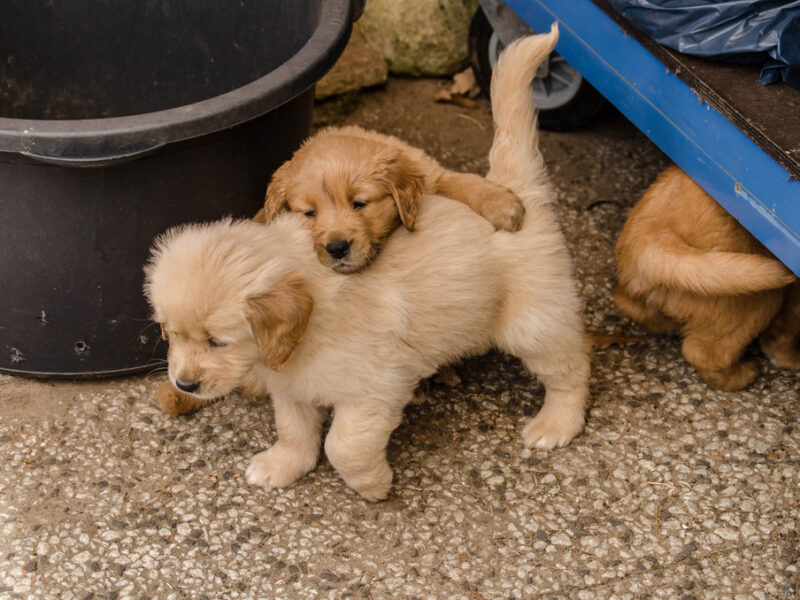 Szczenięta golden retrievera