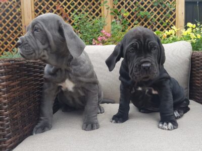 Szczenięta mastifa neapolitańskiego