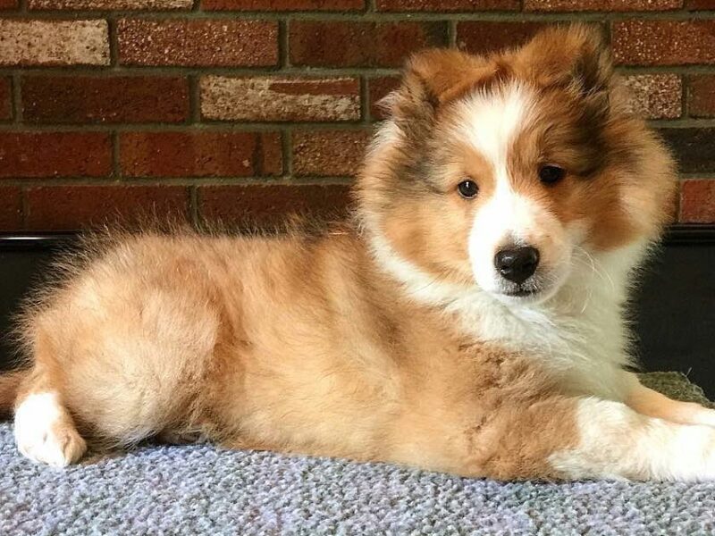 Szczeniaki owczarka szetlandzkiego