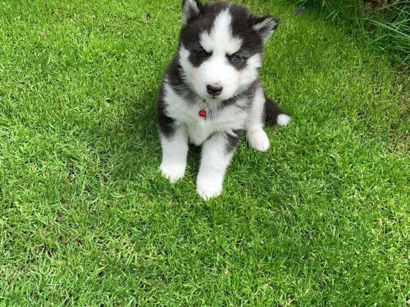 Szczeniaki Siberian Husky