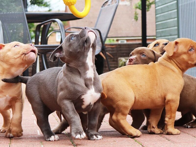 Buldog amerykański.