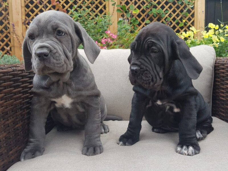 Szczenięta mastifa neapolitańskiego