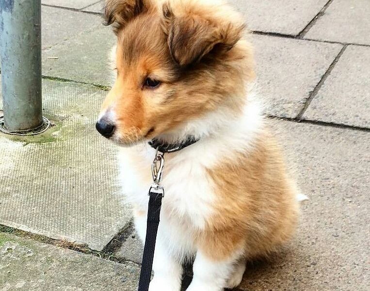 Szczeniaki owczarka szetlandzkiego