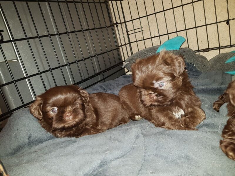 Szczenięta Shih Tzu