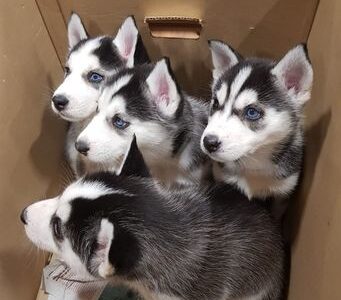 Szczeniaki Siberian Husky