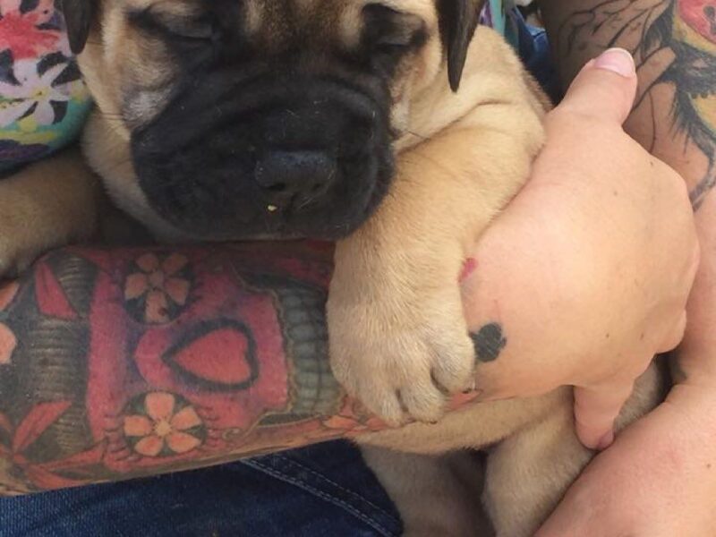 Szczenięta bullmastiffa