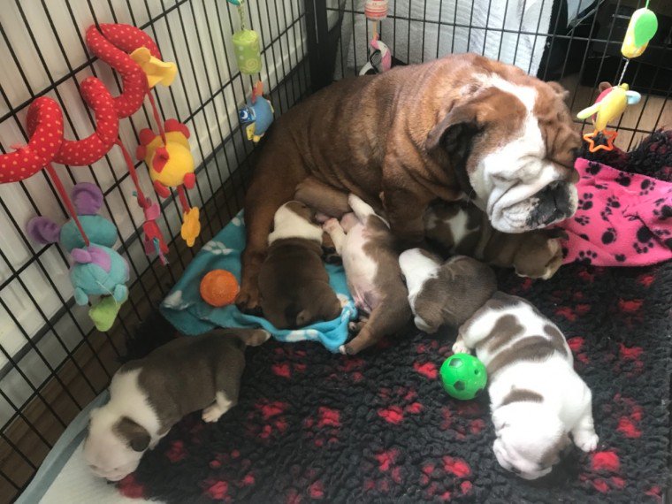 Szczenięta buldoga angielskiego