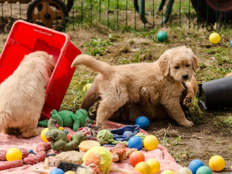 Szczenięta golden retrievera