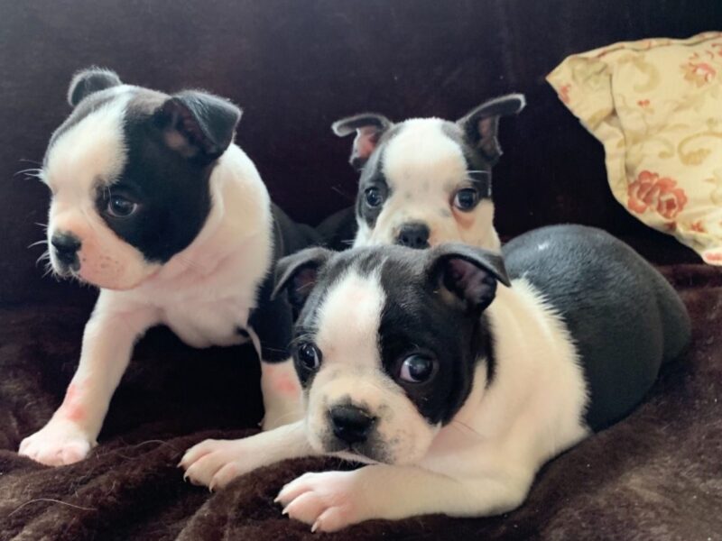 Szczeniaki Boston Terrier