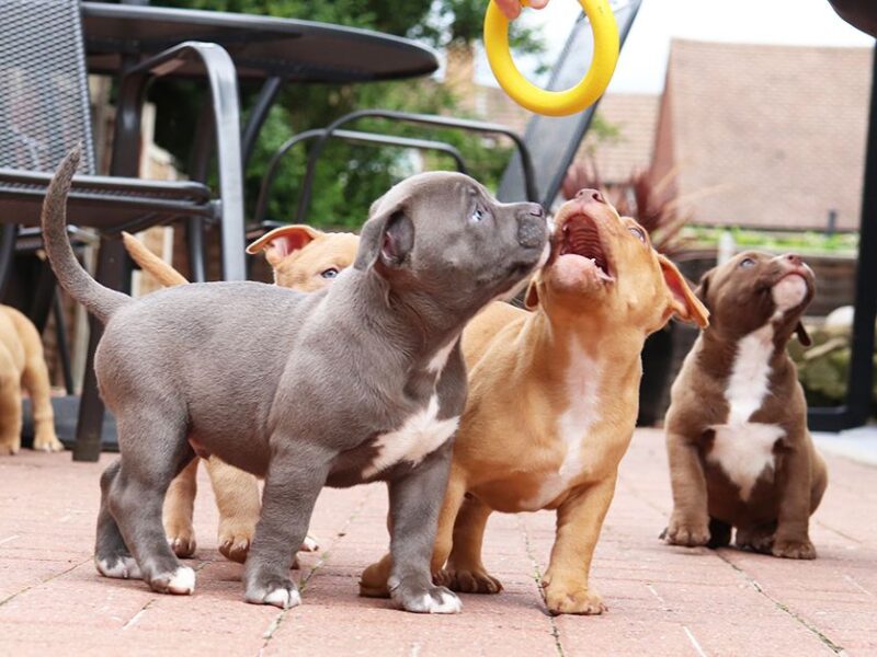 Buldog amerykański.