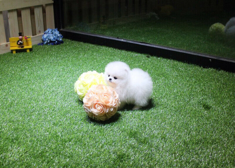 Szczeniaki pomeraniana