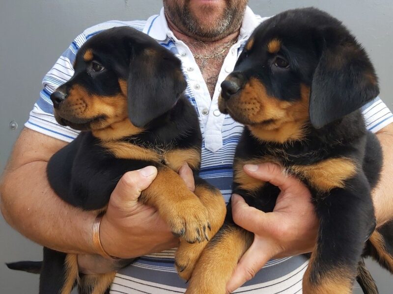 Szczeniaki rottweilera