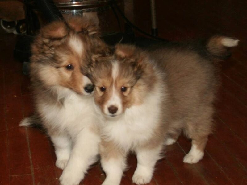 Szczeniaki owczarka szetlandzkiego