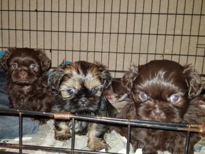 Szczenięta Shih Tzu