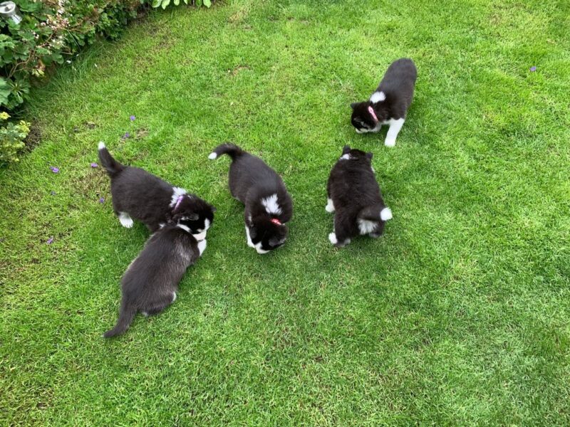 Szczeniaki Siberian Husky