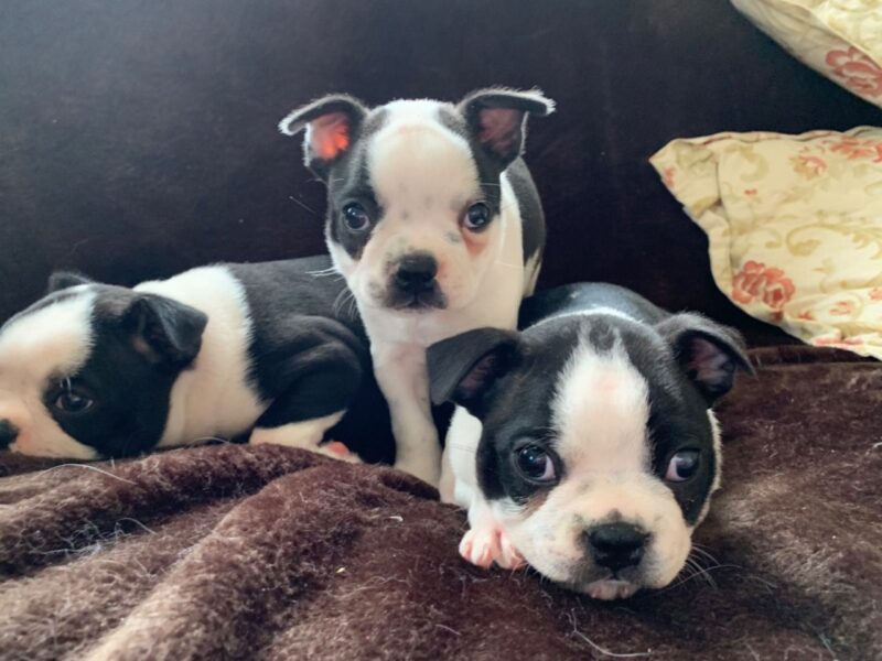 Szczeniaki Boston Terrier