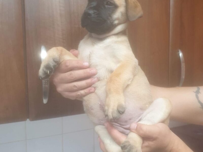 Szczenięta bullmastiffa