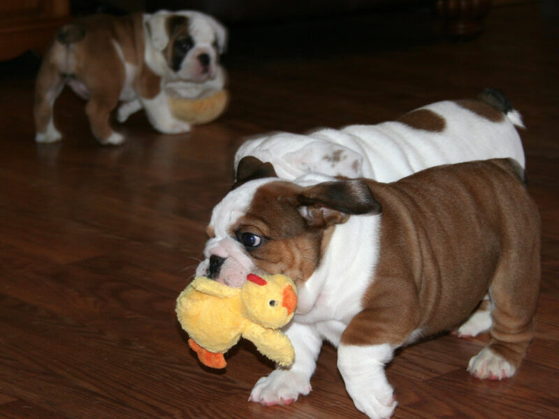 Szczenięta buldoga angielskiego