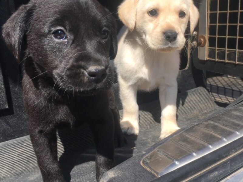 Szczeniaki labradora retrievera.