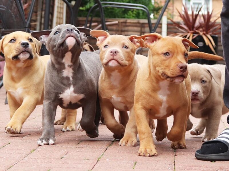 Buldog amerykański.