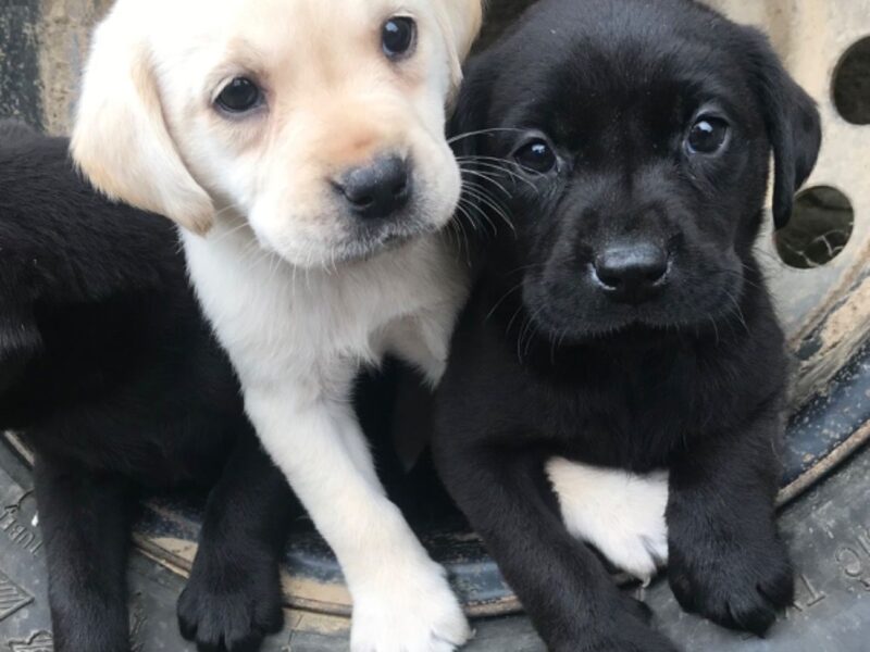 Szczeniaki labradora retrievera.