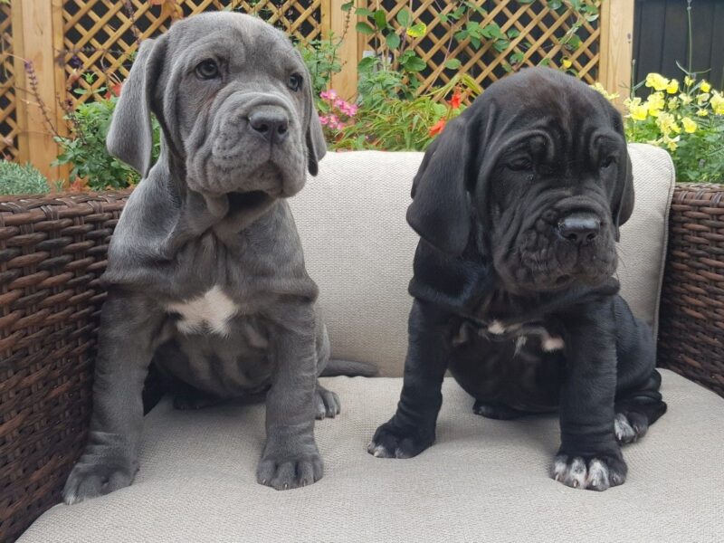 Szczenięta mastifa neapolitańskiego