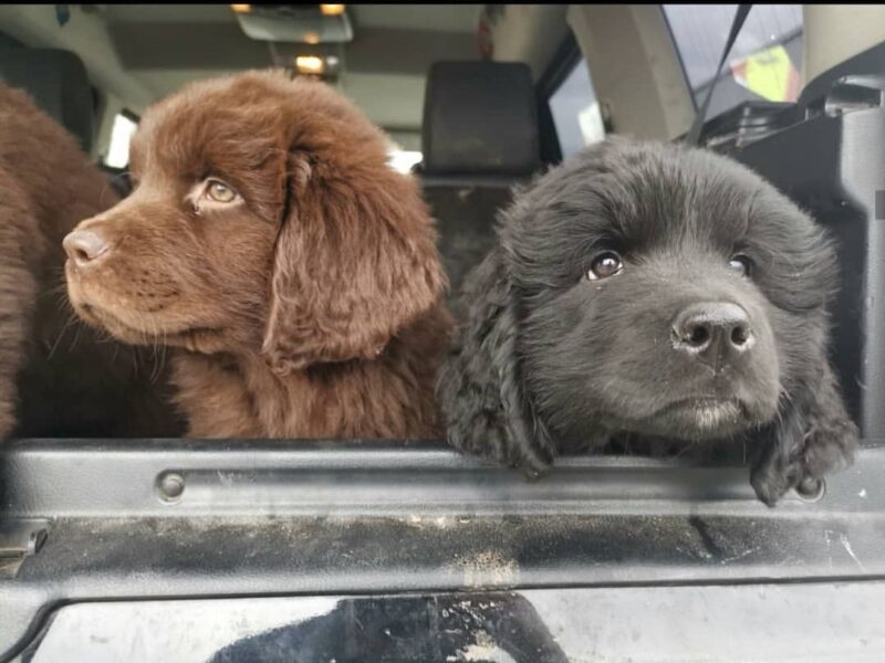 Szczeniaki nowofundlanda