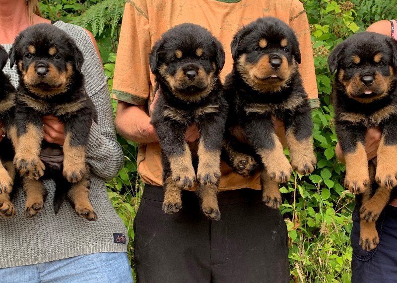 Szczeniaki rottweilera