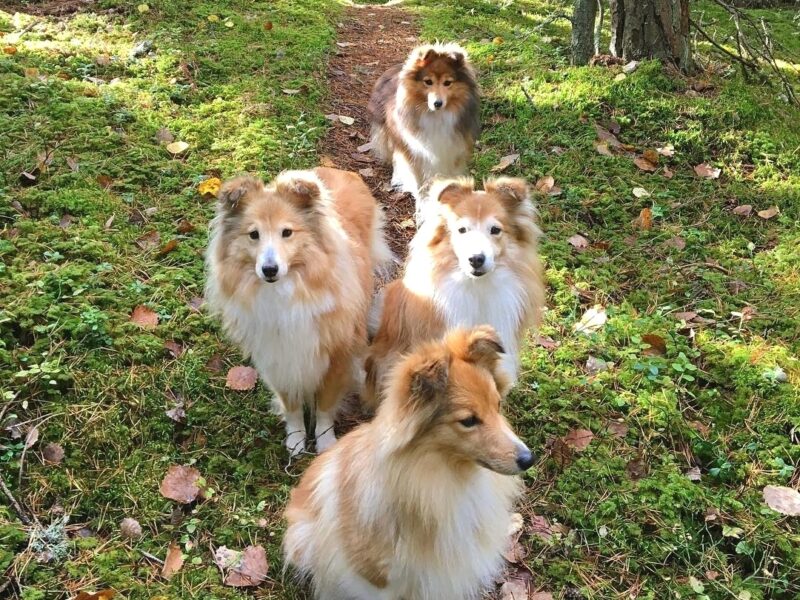 Szczeniaki owczarka szetlandzkiego