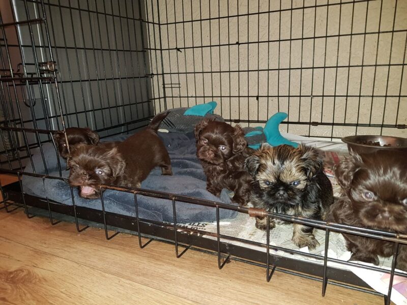 Szczenięta Shih Tzu