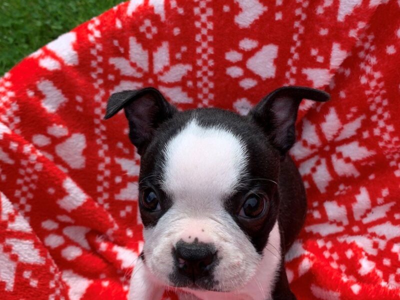 Szczeniaki Boston Terrier