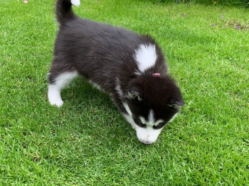 Szczeniaki Siberian Husky