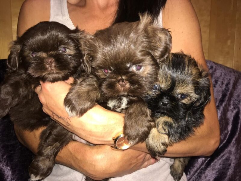 Szczenięta Shih Tzu