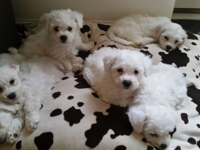 Szczenięta Bichon Frise