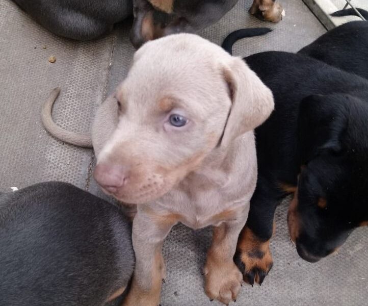 Szczeniaki dobermana