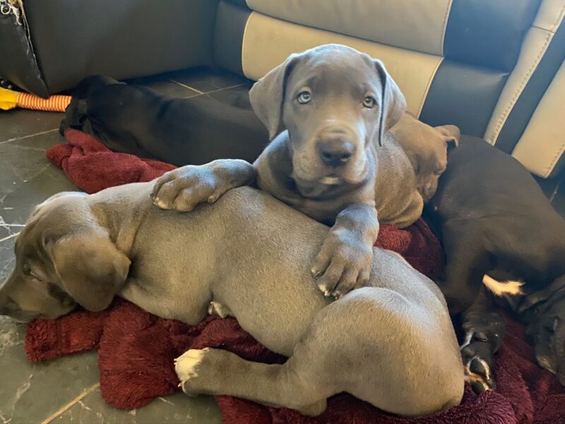 Szczeniaki doga niemieckiego.