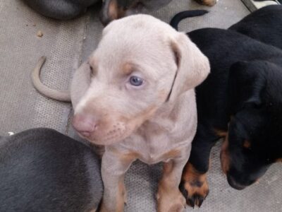 Szczeniaki dobermana