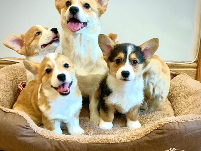 Szczeniaki Pembroke Welsh Corgi Pembroke