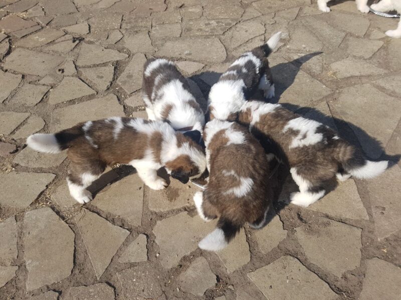 Szczeniaki bernardyna