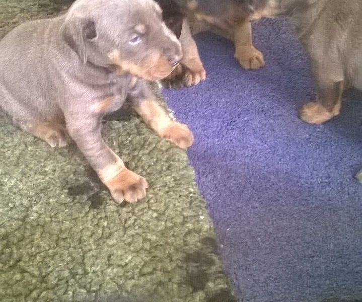 Szczeniaki dobermana