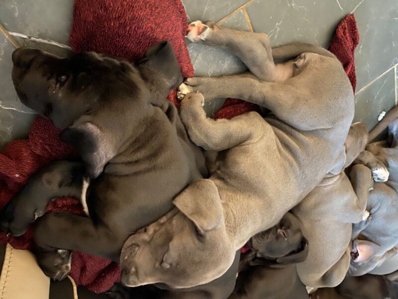 Szczeniaki doga niemieckiego.