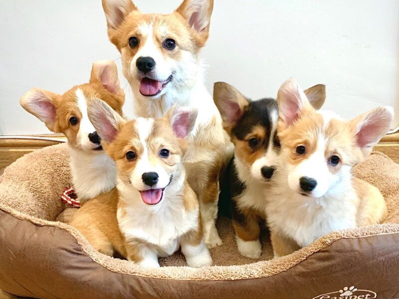 Szczeniaki Pembroke Welsh Corgi Pembroke