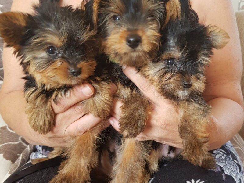 Szczeniaki Yorkshire Terriera