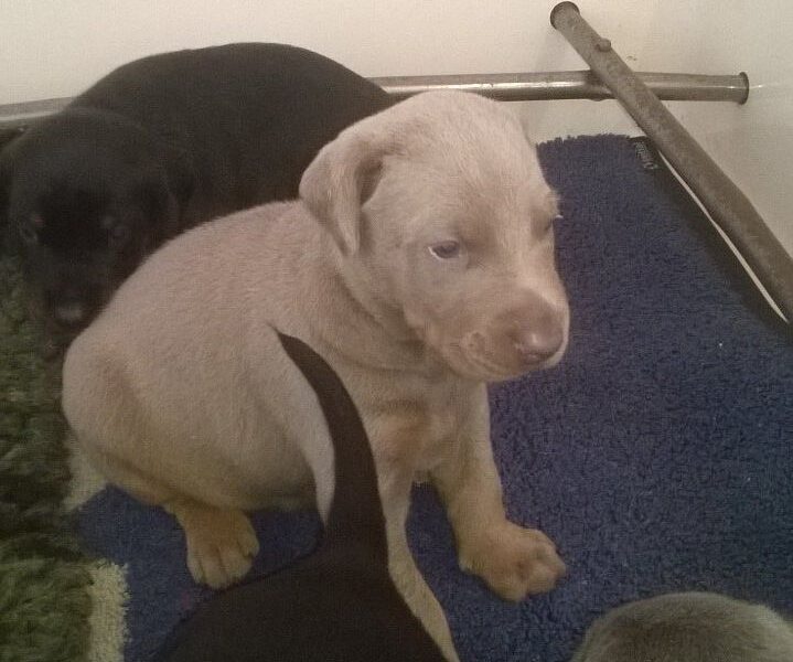 Szczeniaki dobermana