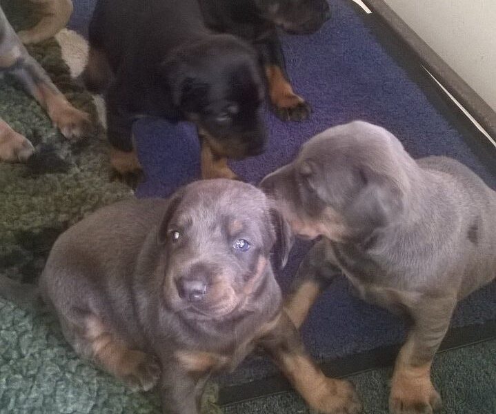 Szczeniaki dobermana