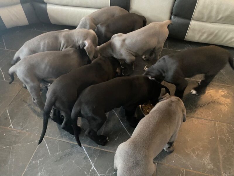 Szczeniaki doga niemieckiego.