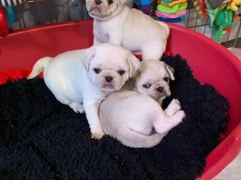 Szczeniaki mopsa